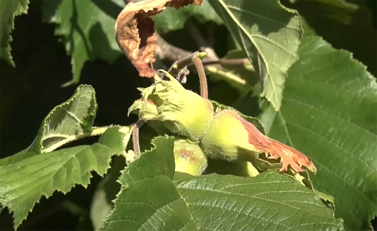 Zoranovi zasadi lešnika u Ivanjici (3).jpg