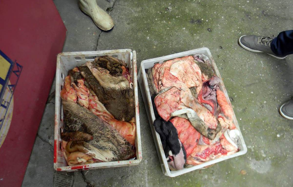 otkrivena nelegalna klanica u Ratkovu (7).jpg
