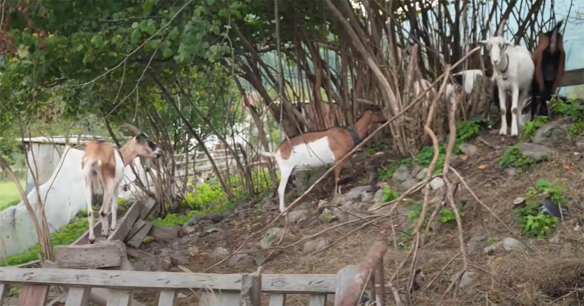 Ahmed Malkoč, Jajce (1).jpg