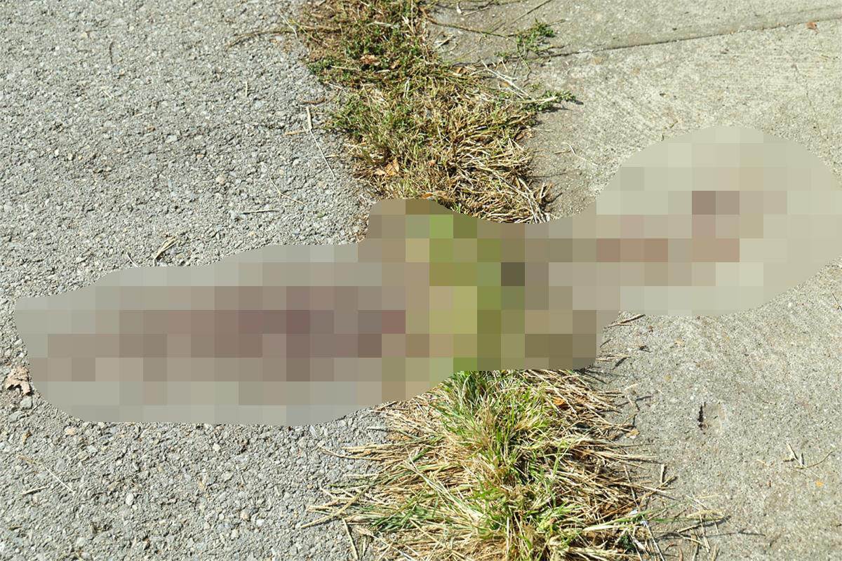 Tragovi krvi na pijaci u Debeljači  (3).jpg