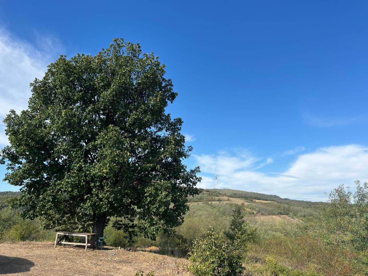 Cecina njiva u selu Zuci (4).jpg