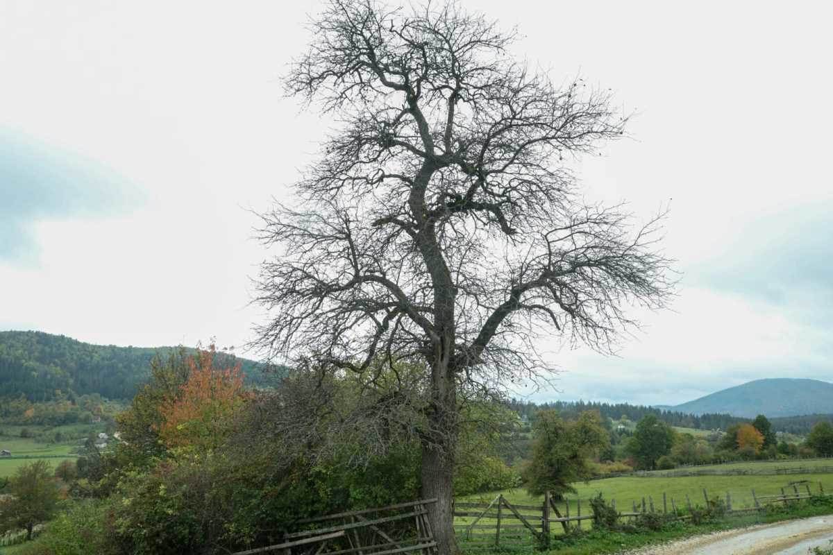 kuća halida bešlića