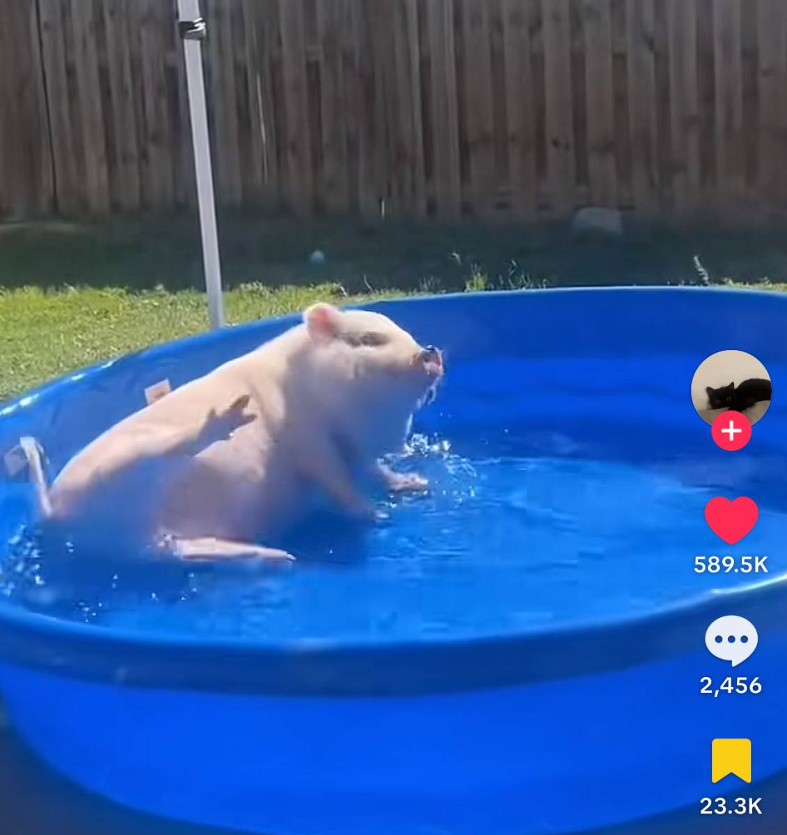 Život praseta nakon što je ispalo iz kamiona