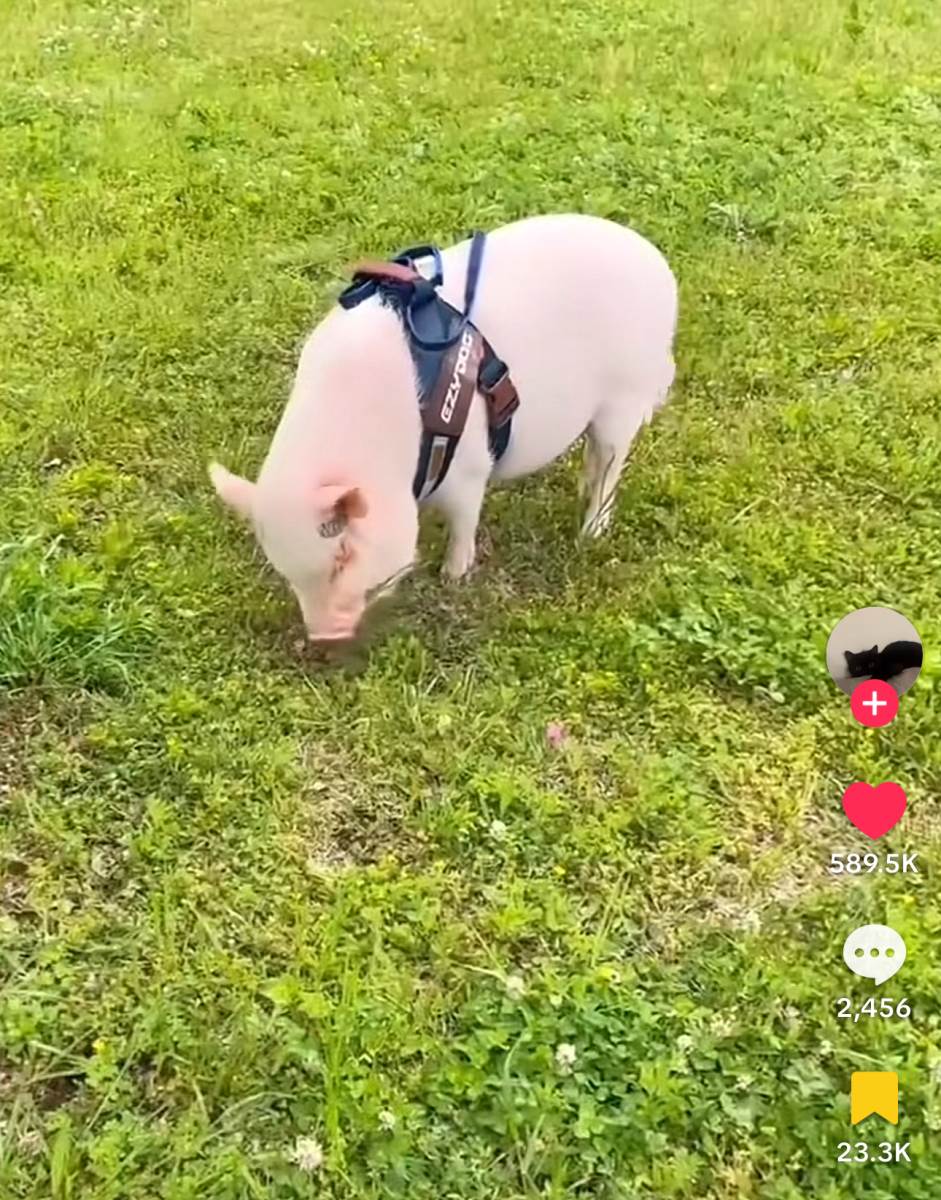 Život praseta nakon što je ispalo iz kamiona