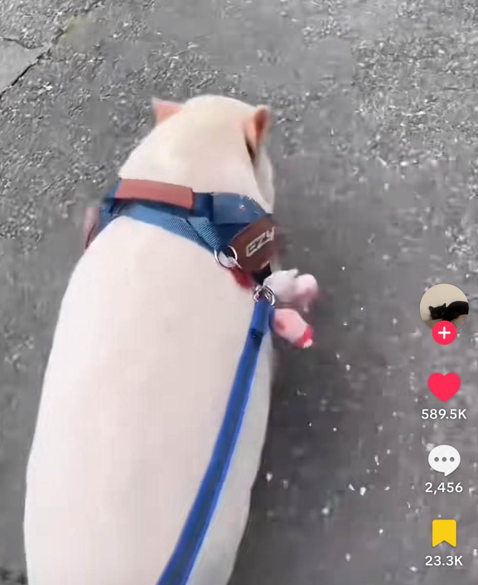 Život praseta nakon što je ispalo iz kamiona