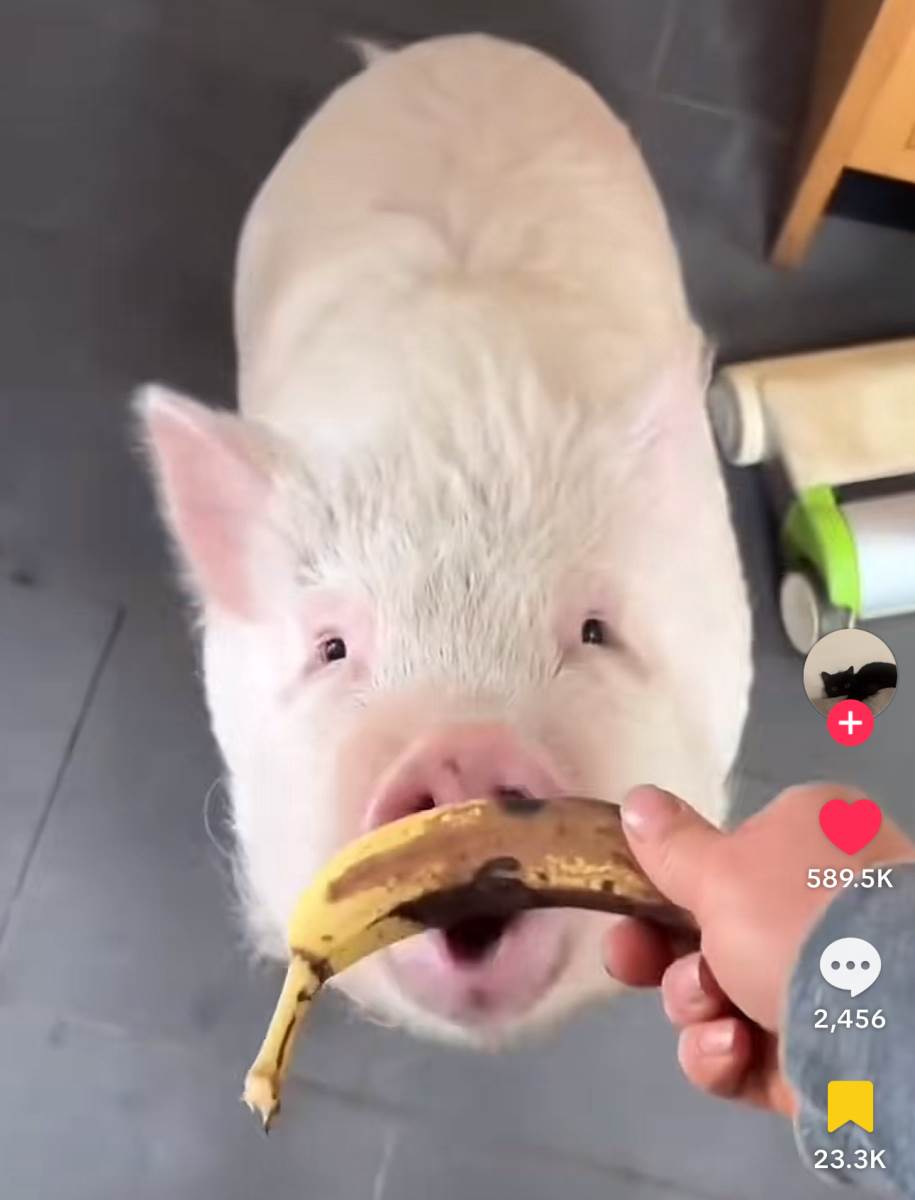 Život praseta nakon što je ispalo iz kamiona