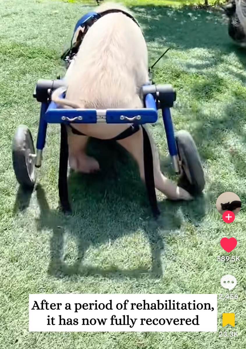 Život praseta nakon što je ispalo iz kamiona