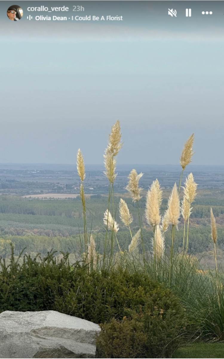 branka Nesvetić bašta