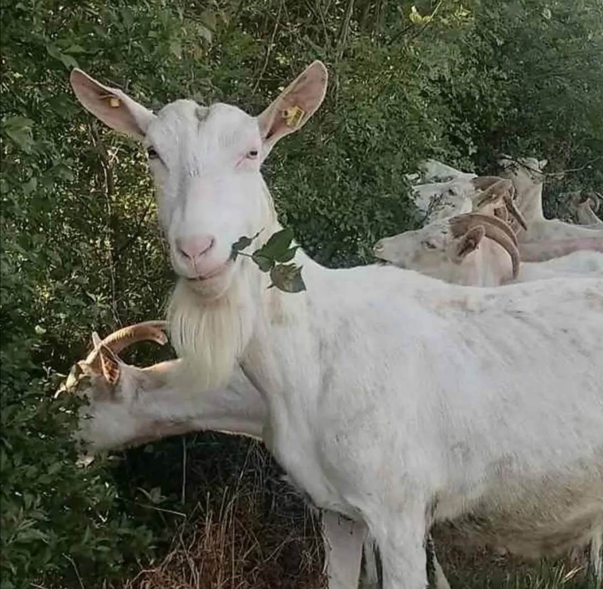 jelena ima farmu koza i pravi sir i mleko (8).jpg