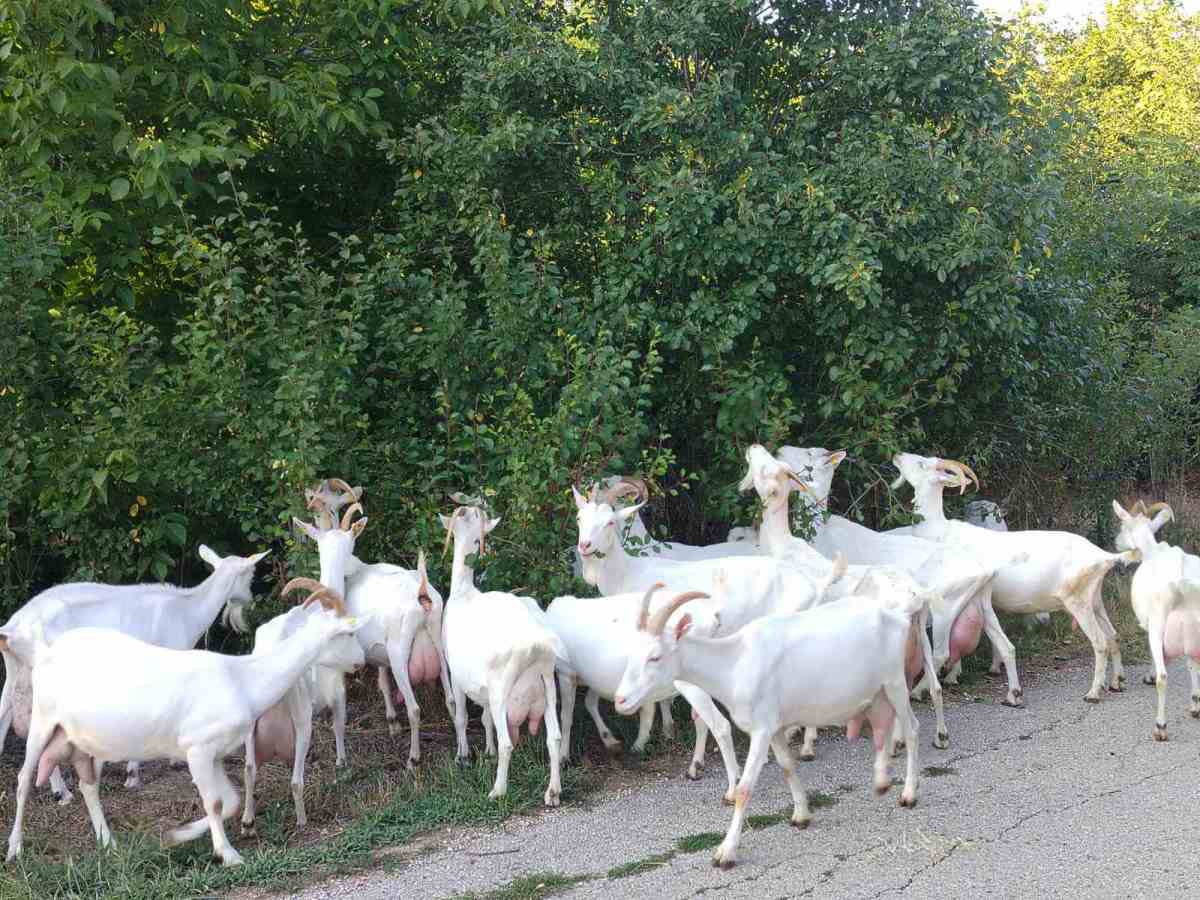 Jelena ima farmu koza i pravi sir i mleko (5).jpg