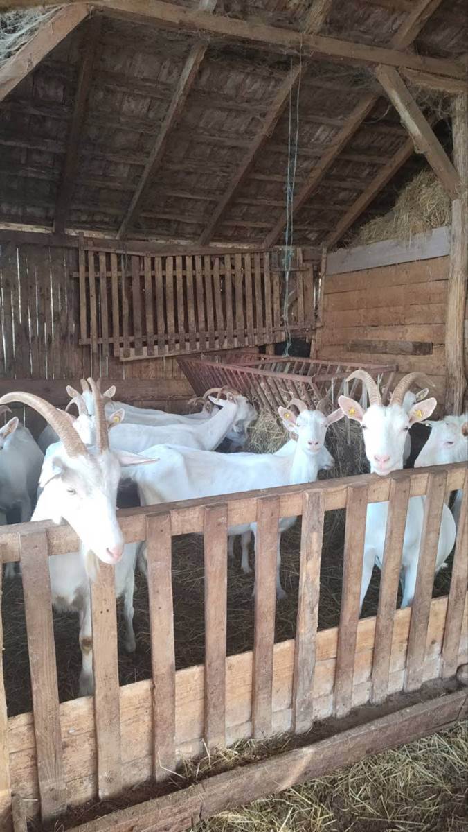 Jelena ima farmu koza i pravi sir i mleko (6).jpg