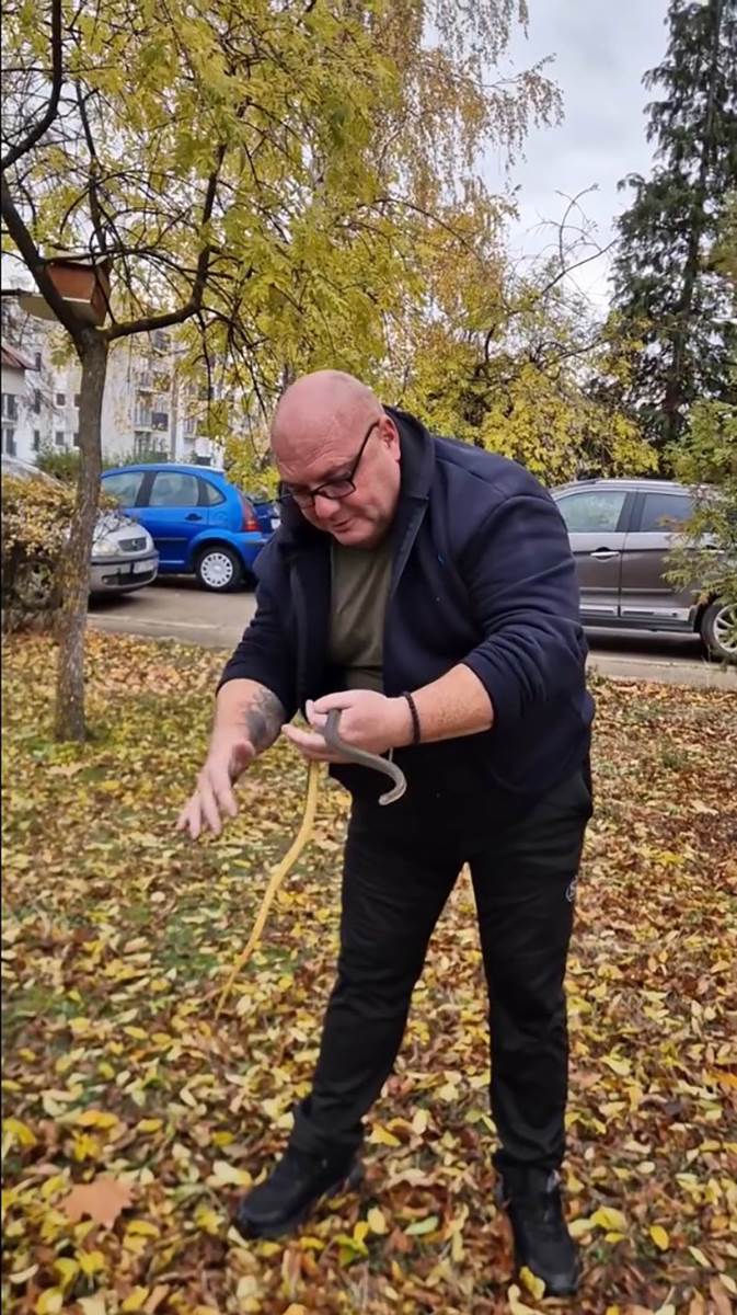 Zmijolovac Vladica Stanković vadi zmiju iz šahta u Vranju
