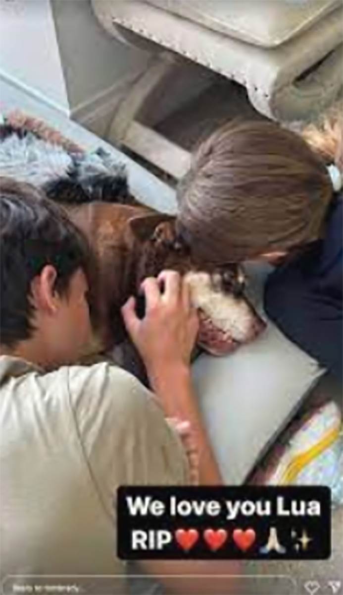 Tom Brejdi pas (5).jpg