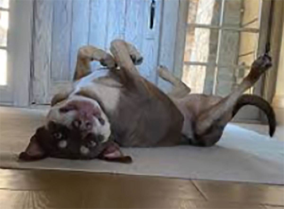 Tom Brejdi pas (9).jpg