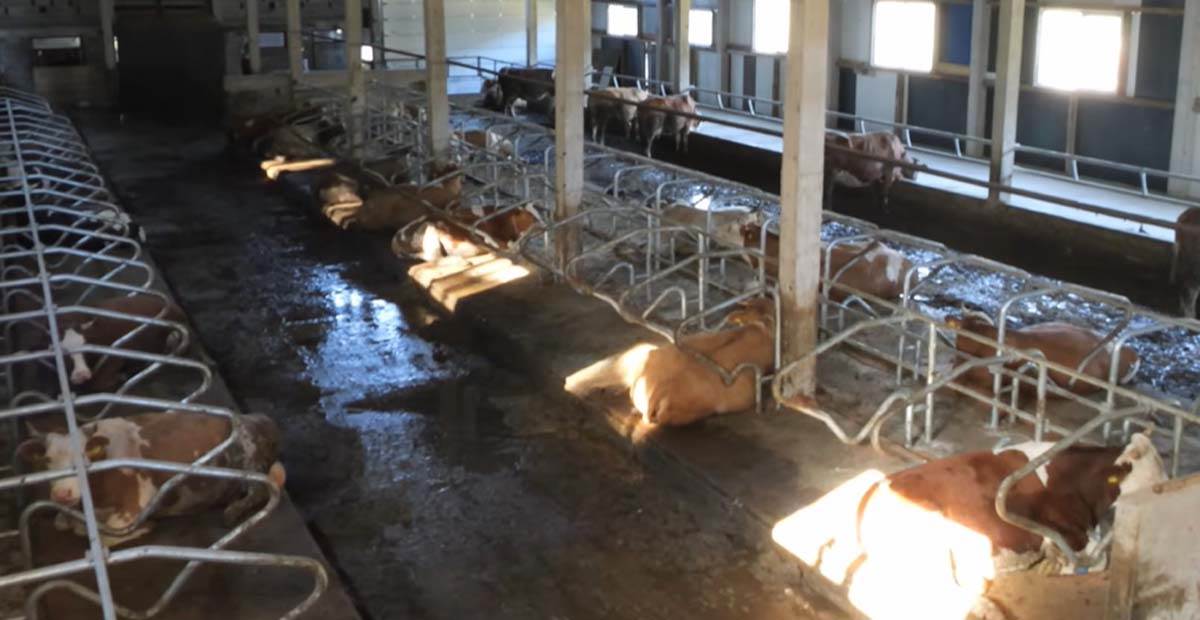 robot muze krave na Vlašiću 2.jpg