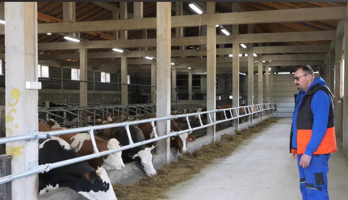 robot muze krave na Vlašiću 5.jpg