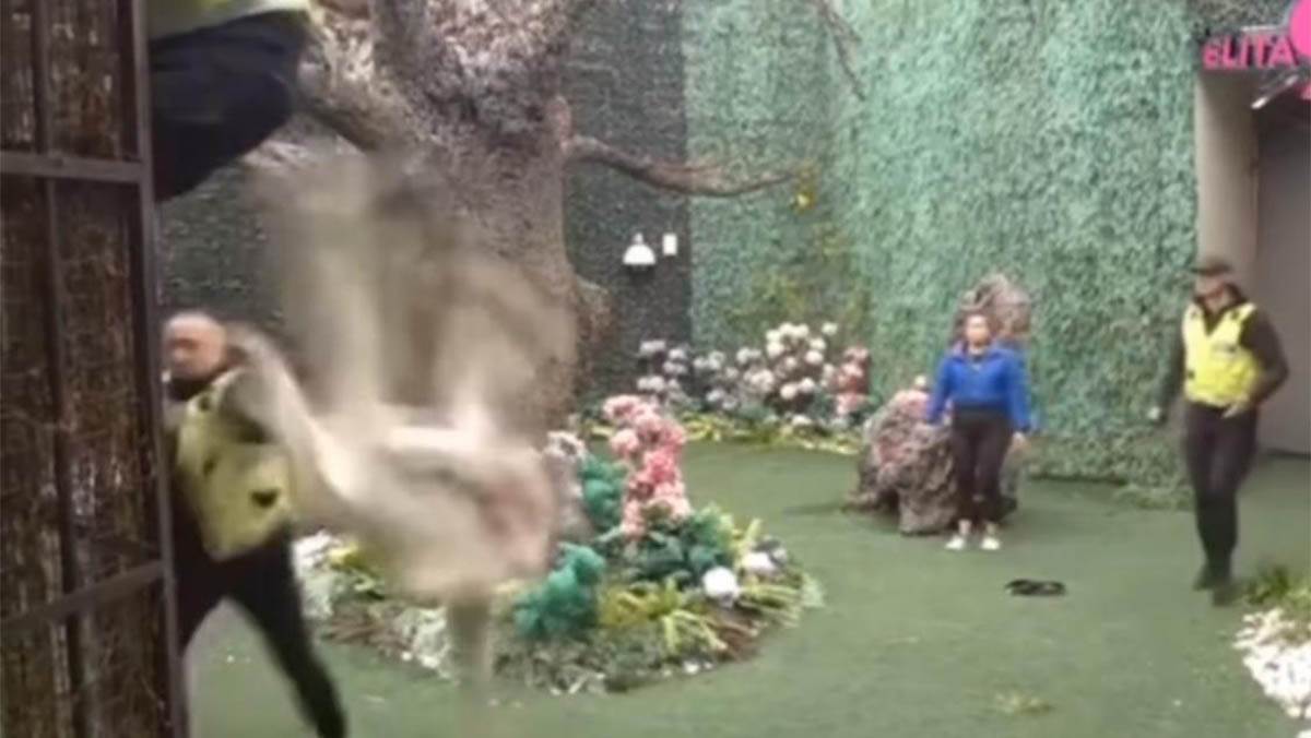 Elita 9 (4) copy.jpg