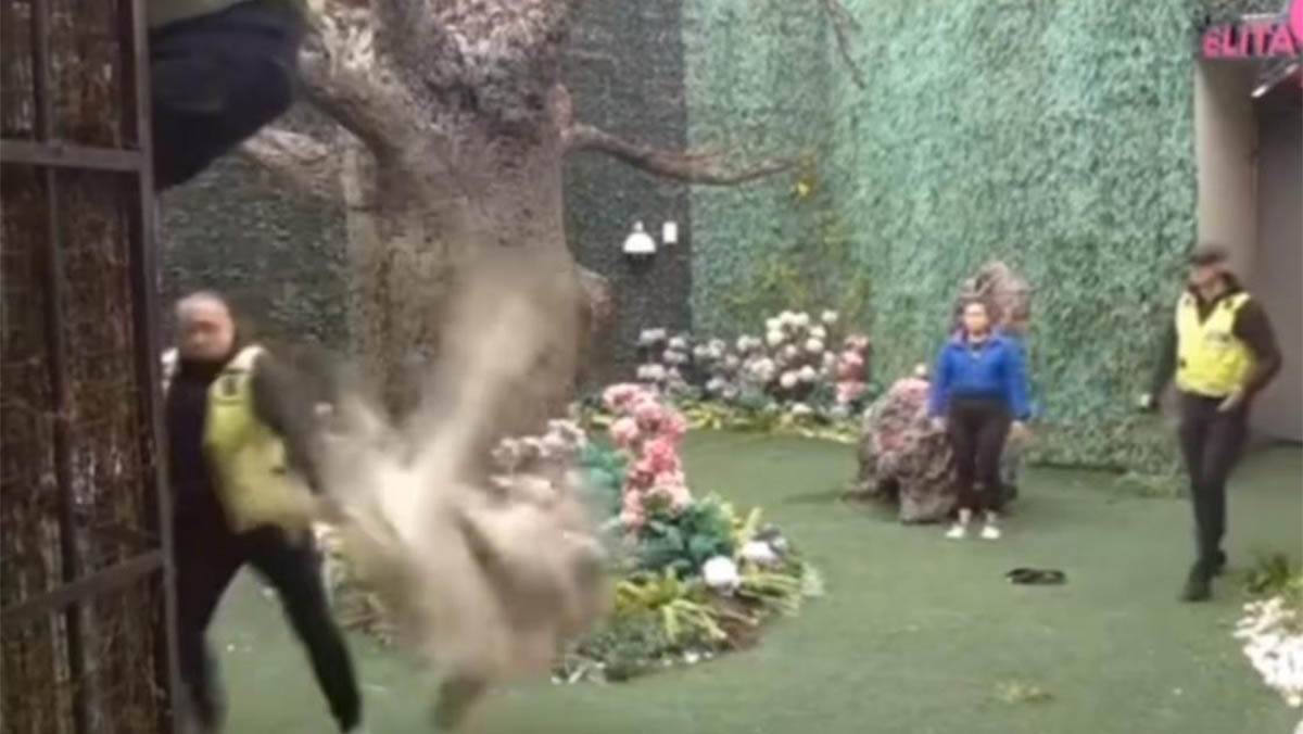 Elita 9 (5) copy.jpg