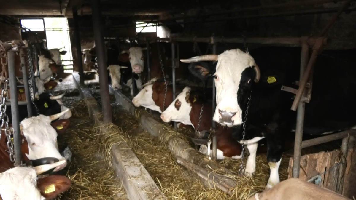 U užičkom selu je prava nirvana na srpski način (7).jpg