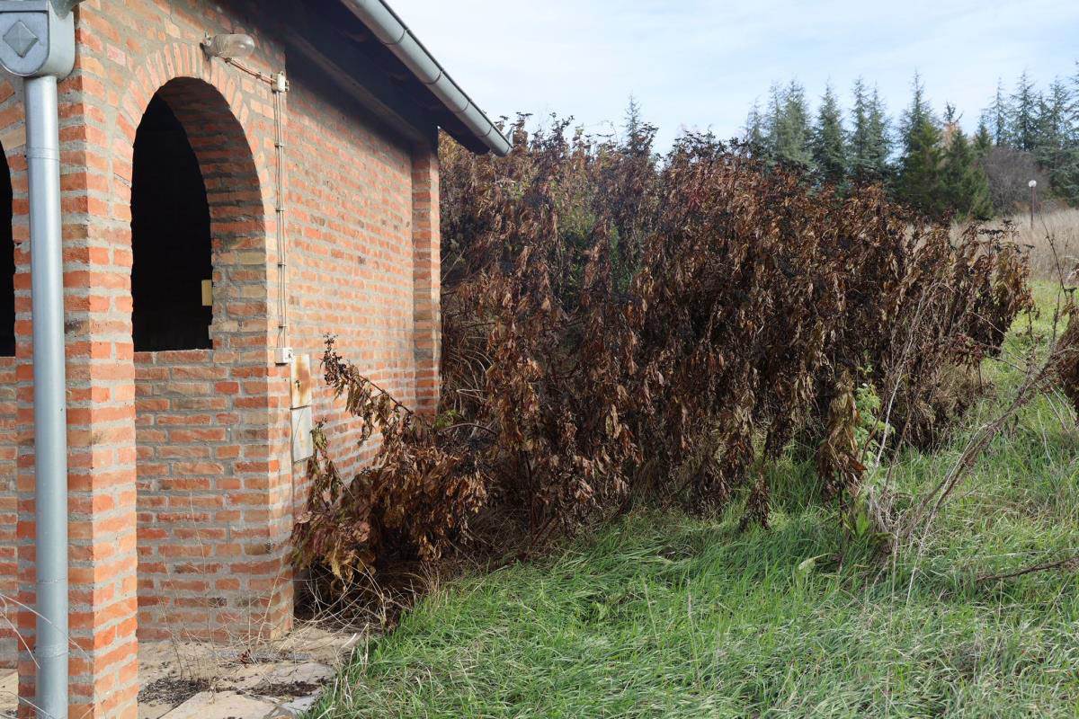 Damir Dokić napušteno imanje  (16).jpg