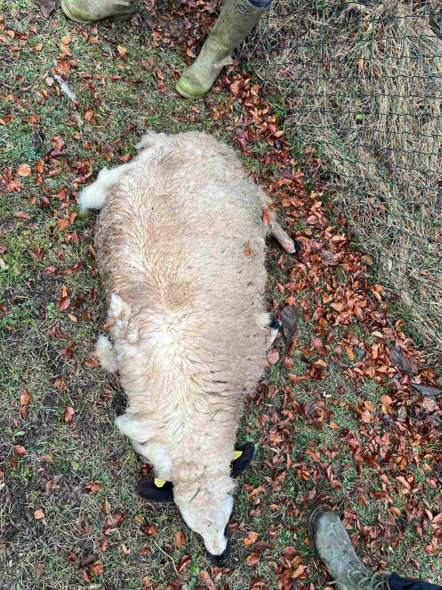 Zaklane ovce u Prijepolju (3).jpg