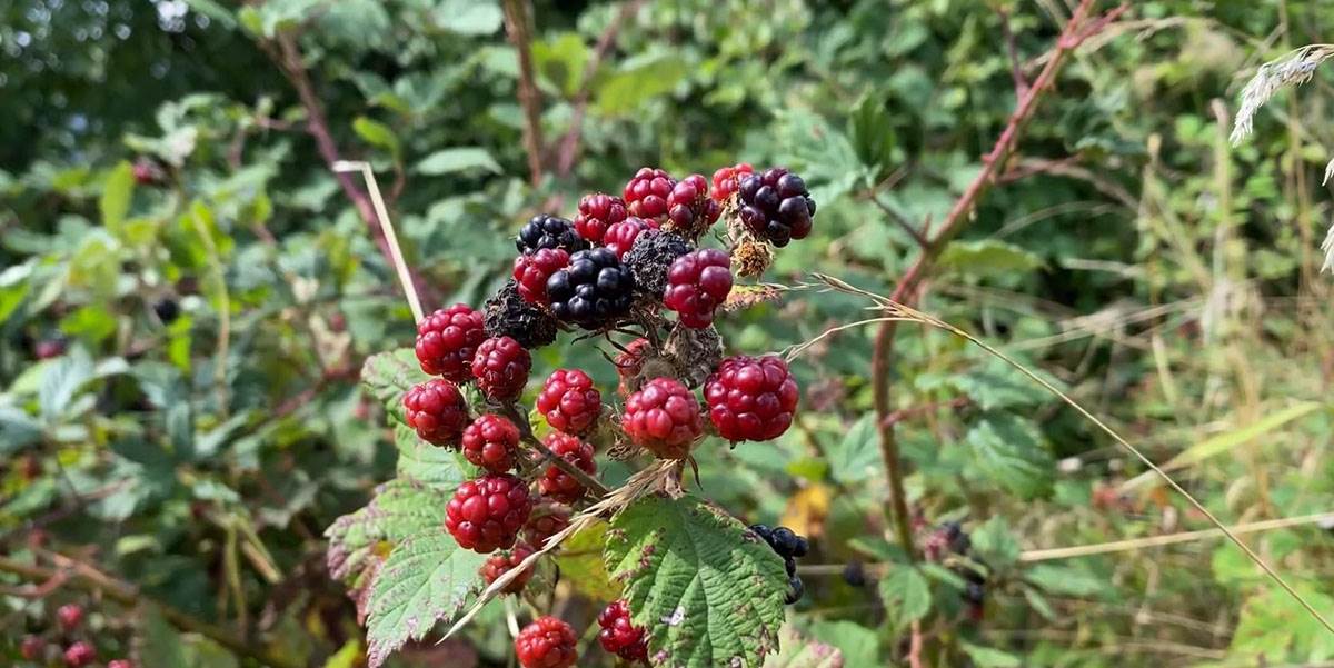 Planina Javor (1).jpg