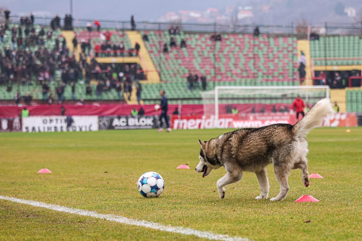 Pas na terenu na Koševu na Sarajevo Željezničar