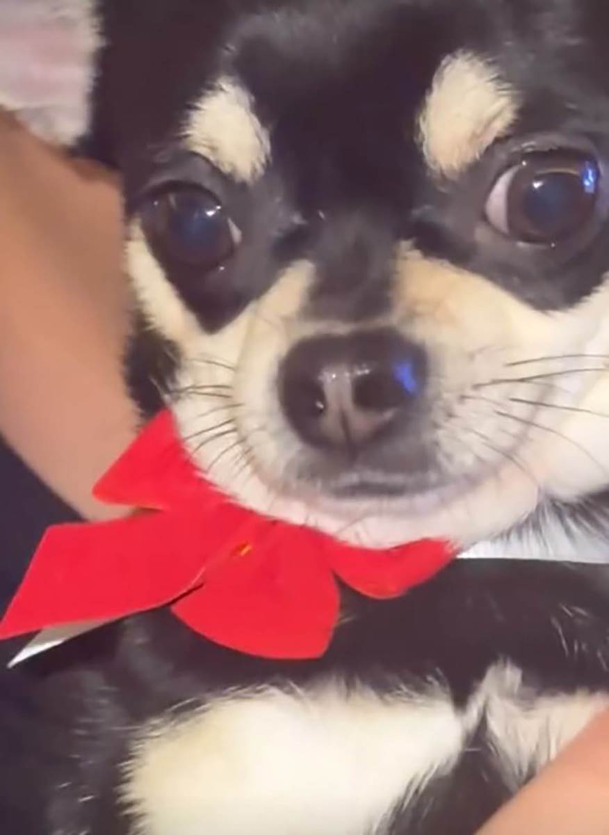 Tanja Savić okitila dom za praznike (2).jpg