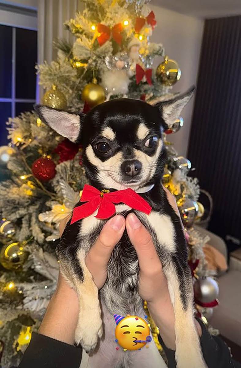 Tanja Savić okitila dom za praznike (3).jpg