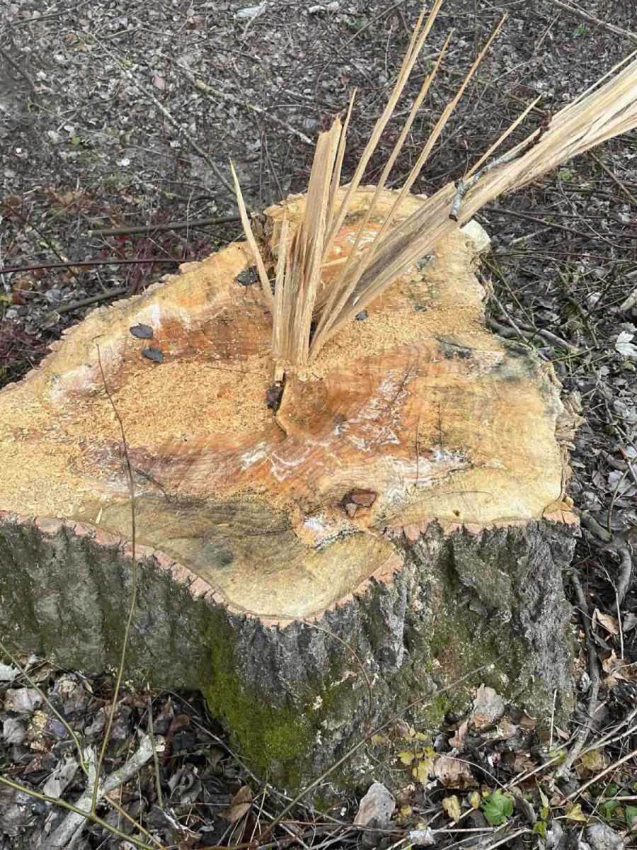 Glumcu iz serije Selo gori, a baba se češlja lopovi posekli šumu (3).jpg