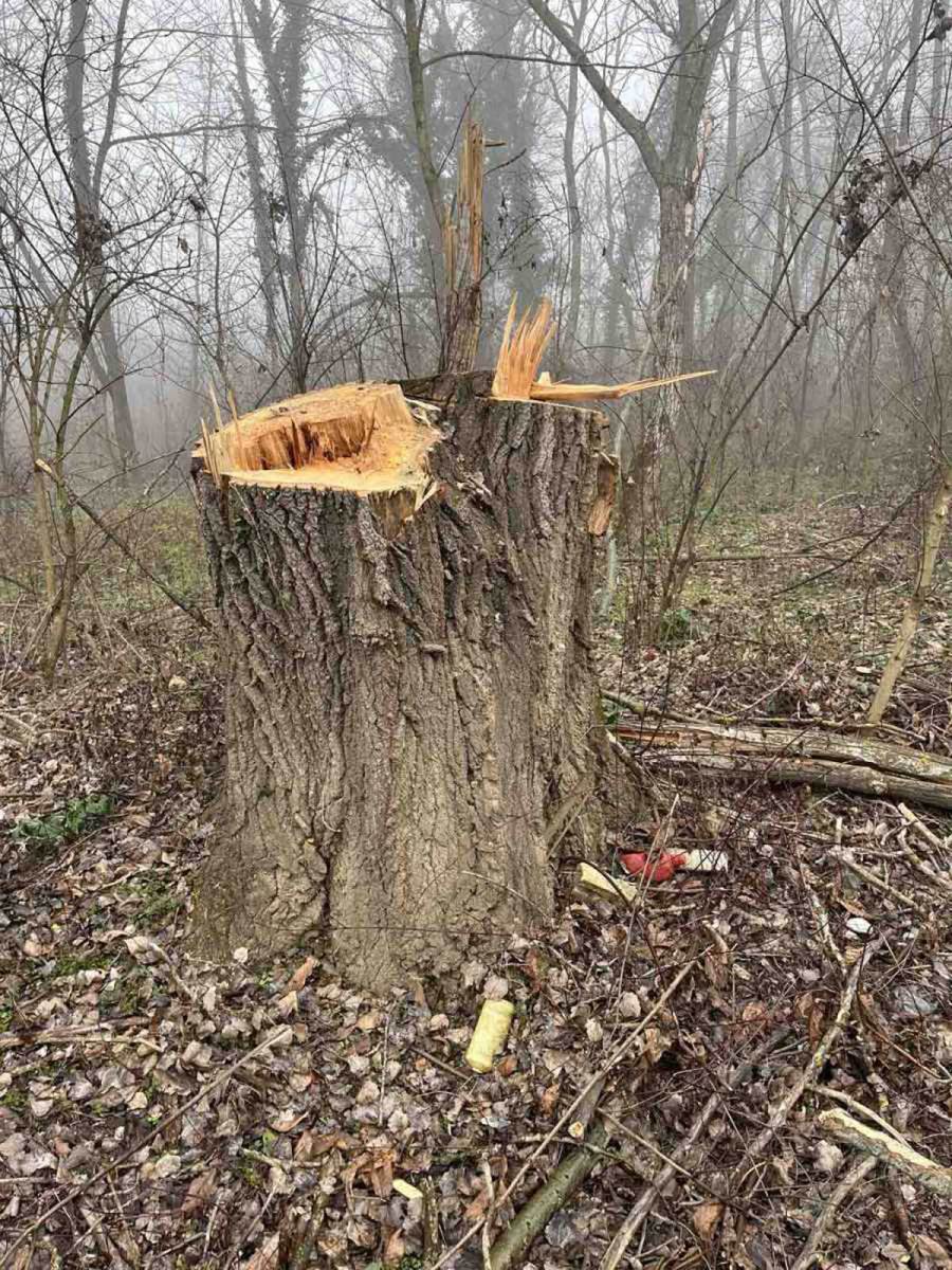 Glumcu iz serije Selo gori, a baba se češlja lopovi posekli šumu (5).jpg