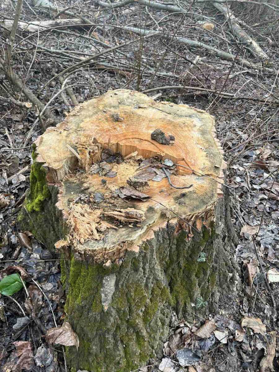 Glumcu iz serije Selo gori, a baba se češlja lopovi posekli šumu (6).jpg