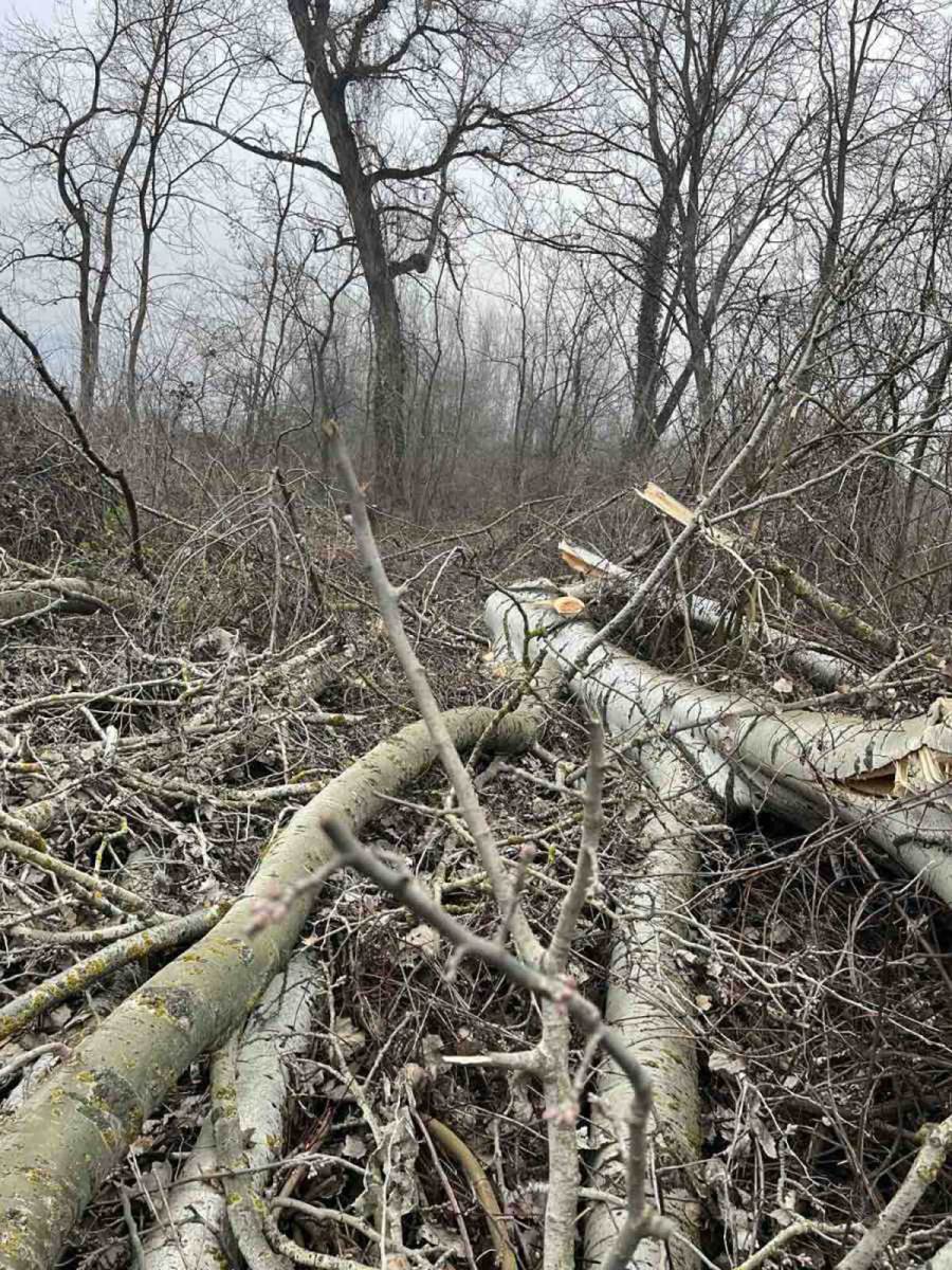 Glumcu iz serije Selo gori, a baba se češlja lopovi posekli šumu (7).jpg