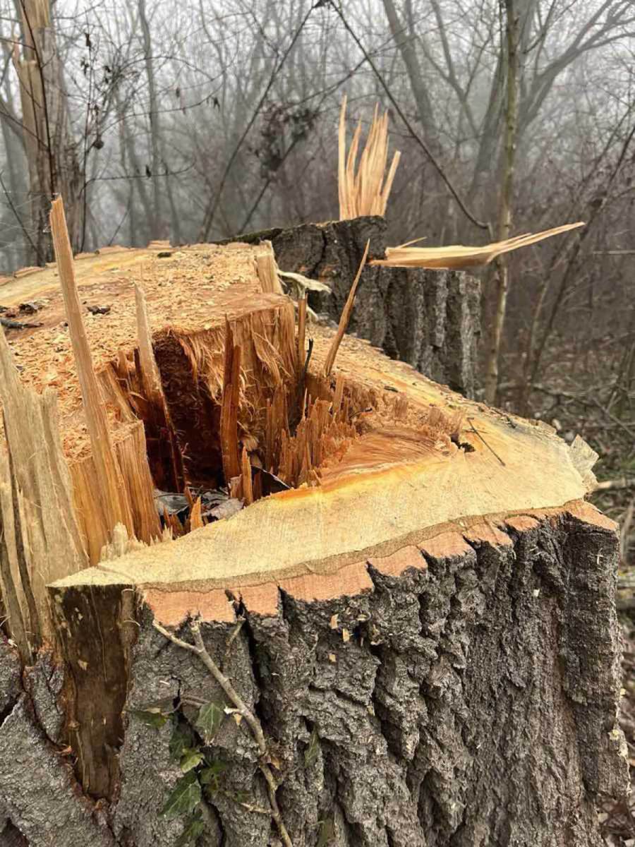 Glumcu iz serije Selo gori, a baba se češlja lopovi posekli šumu (8).jpg
