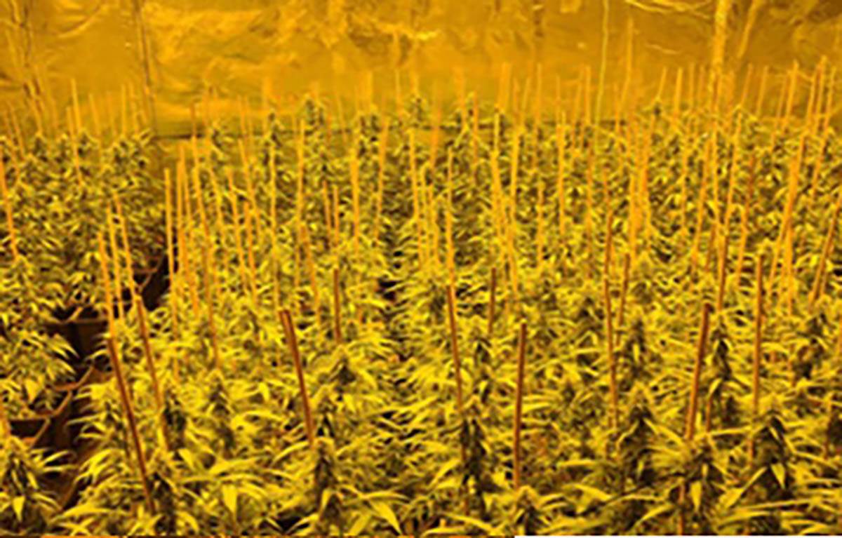 laboratorija marihuane (1).jpg