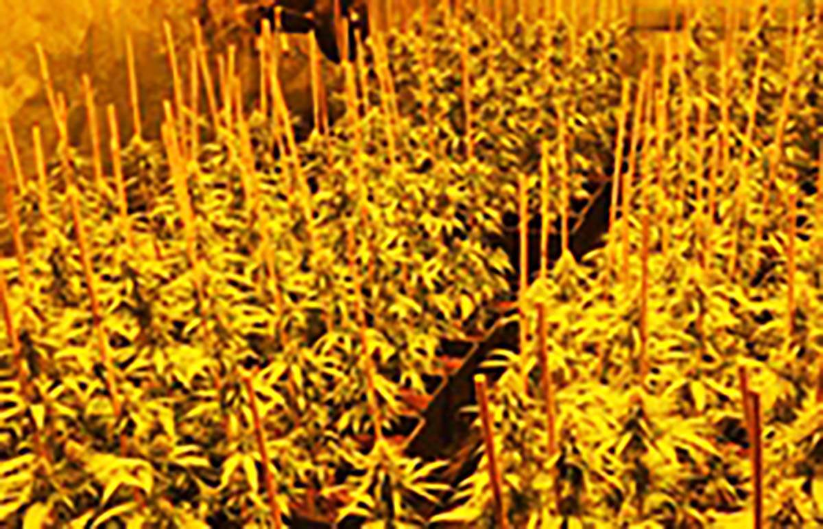 laboratorija marihuane (2).jpg