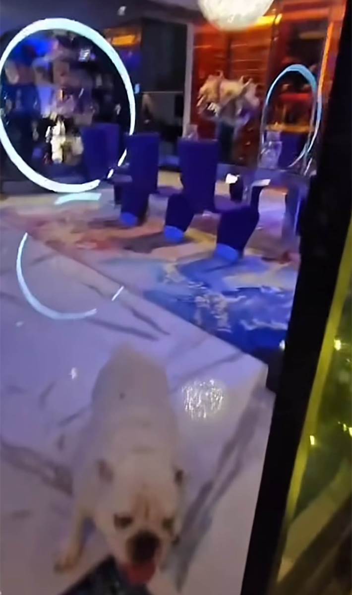 Koko Ostin nova kuća (12).jpg