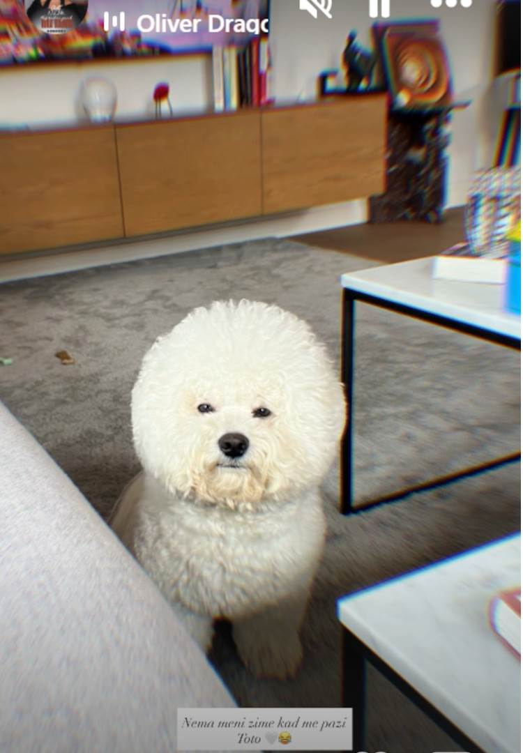 Nina Badrić Ig objava pas.jpg