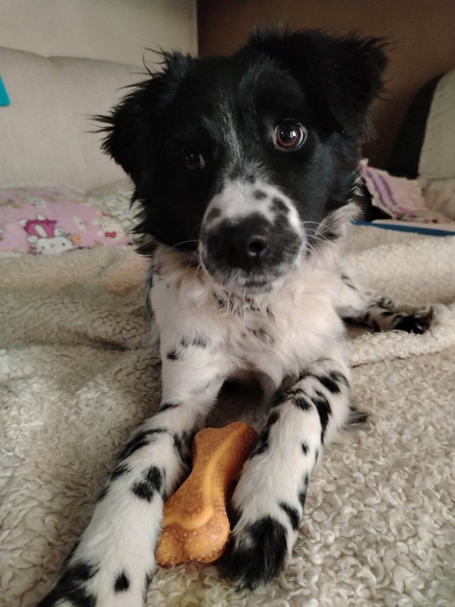 Udomljavanje napuštenih životinja (6).jpg