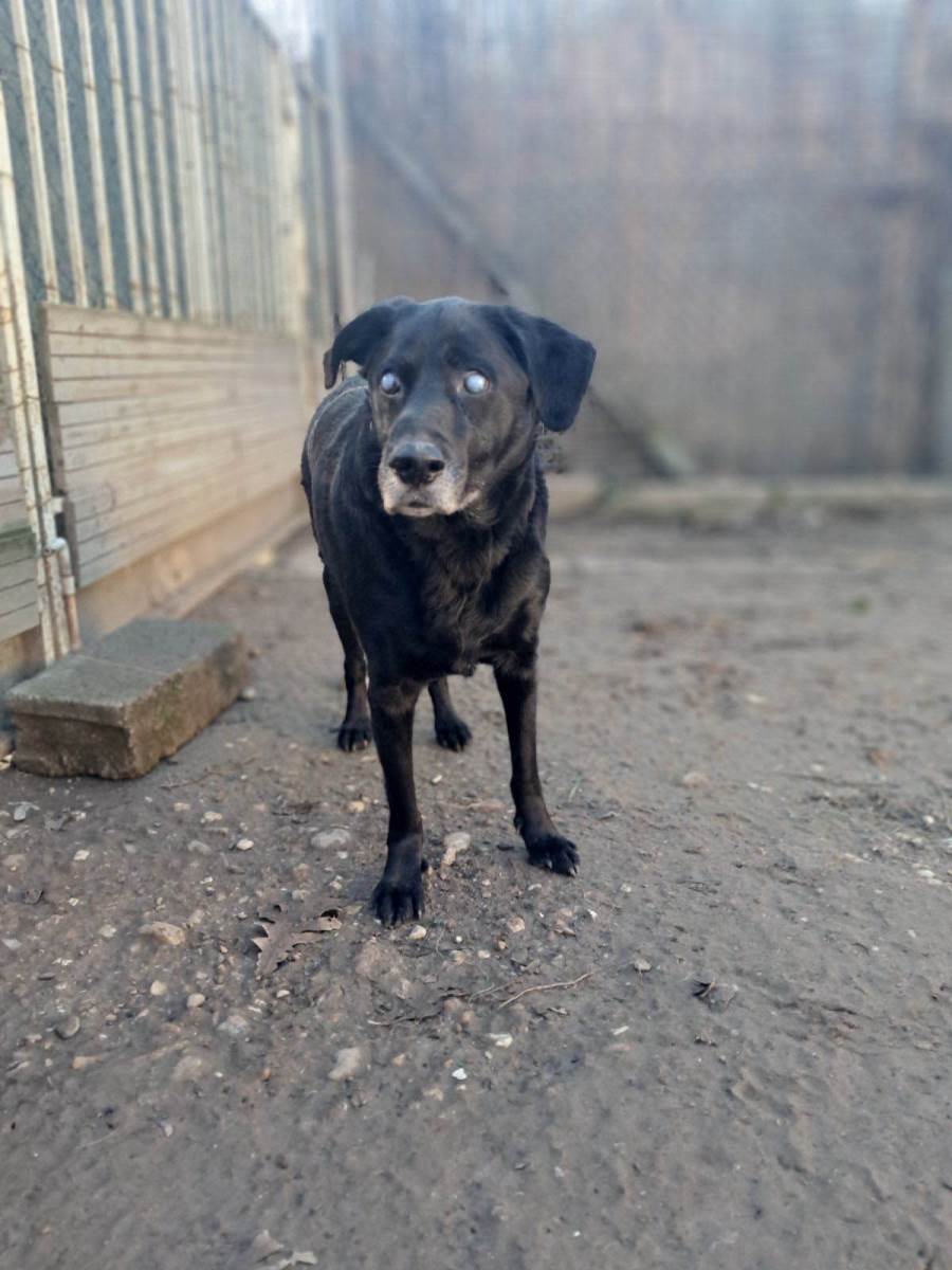 Udomljavanje napuštenih životinja (8).jpg