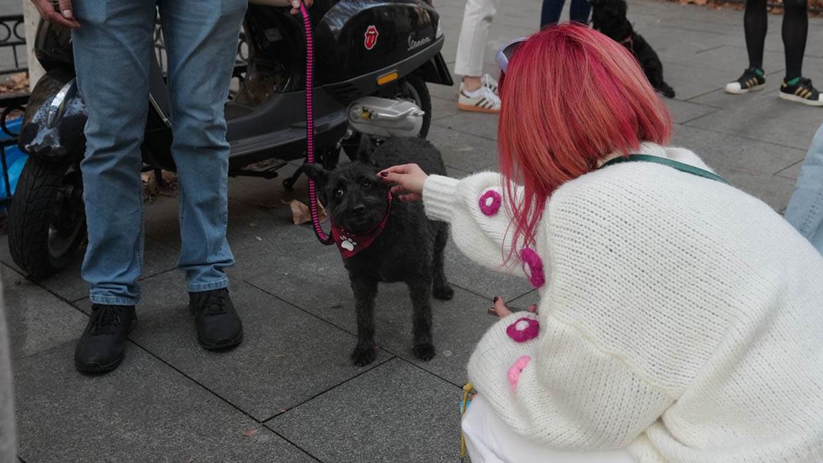 Udomljavanje napuštenih životinja (12).jpg