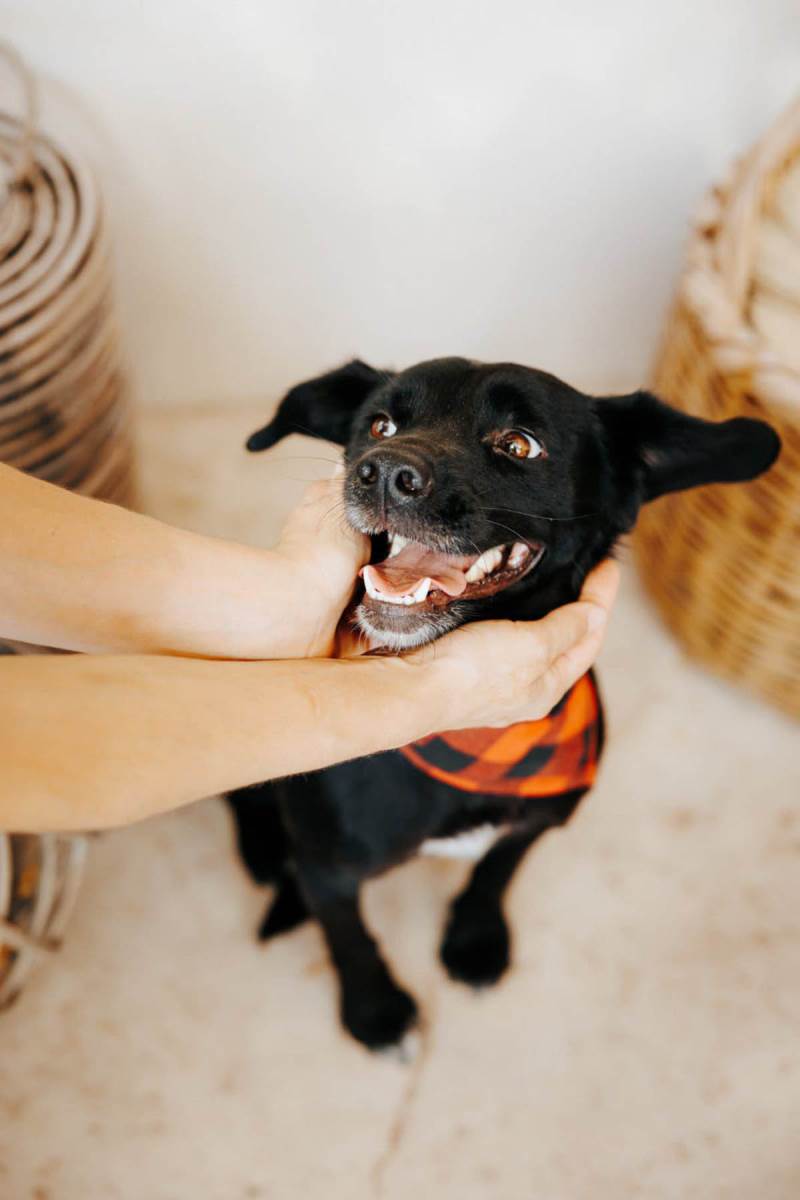 Udomljavanje napuštenih životinja (14).jpg