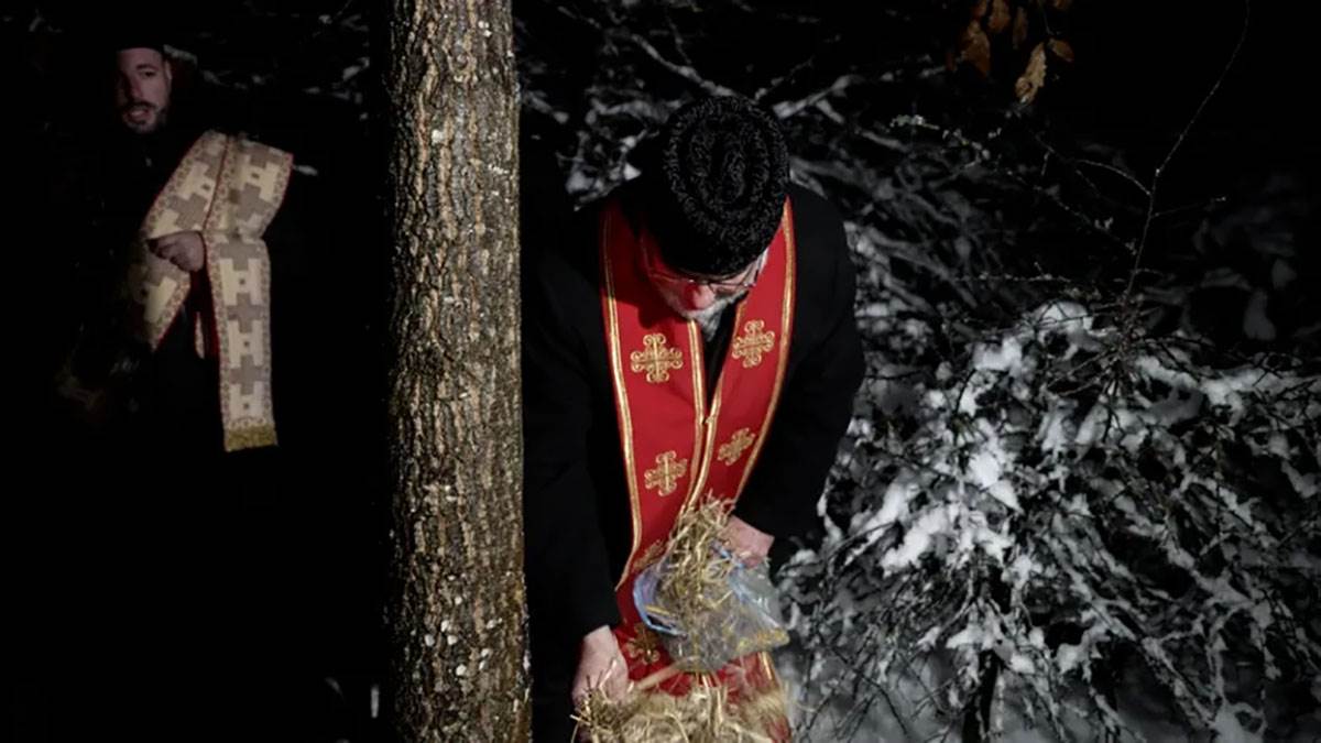 Seča badnjaka (2).jpg