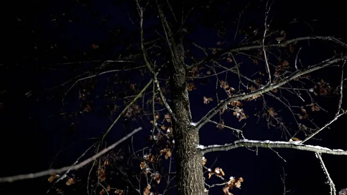 Seča badnjaka (5).jpg