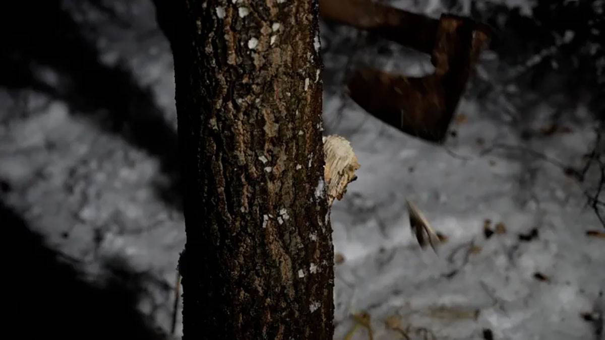 Seča badnjaka (6).jpg