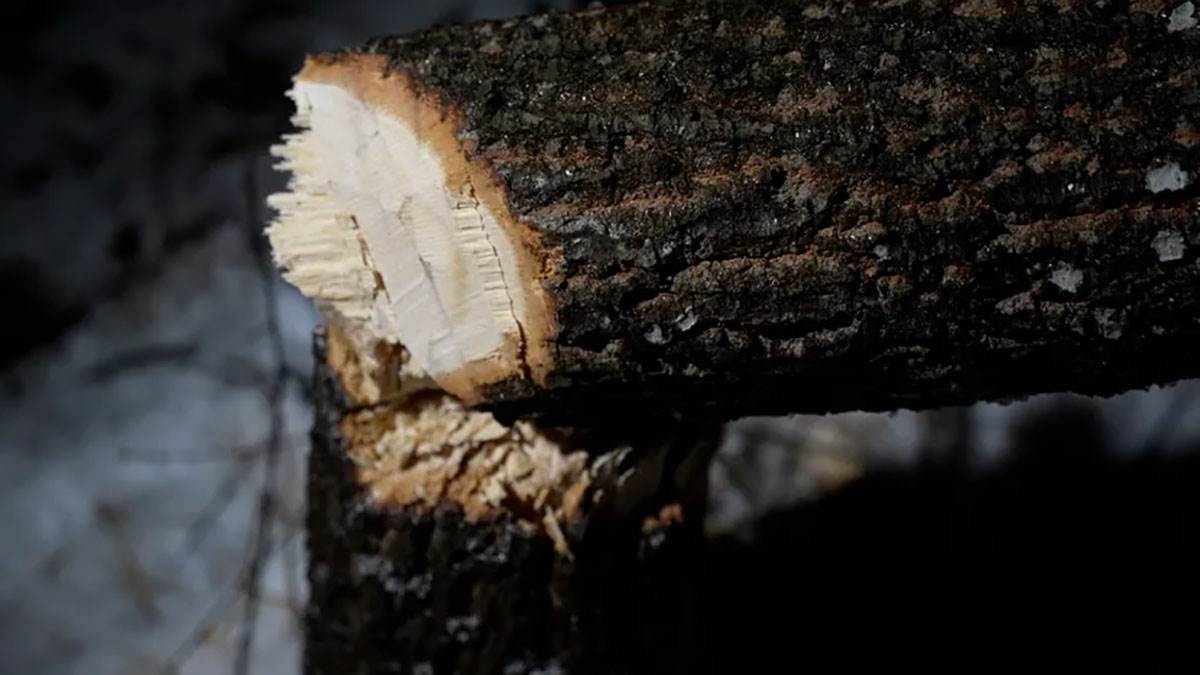 Seča badnjaka (9).jpg