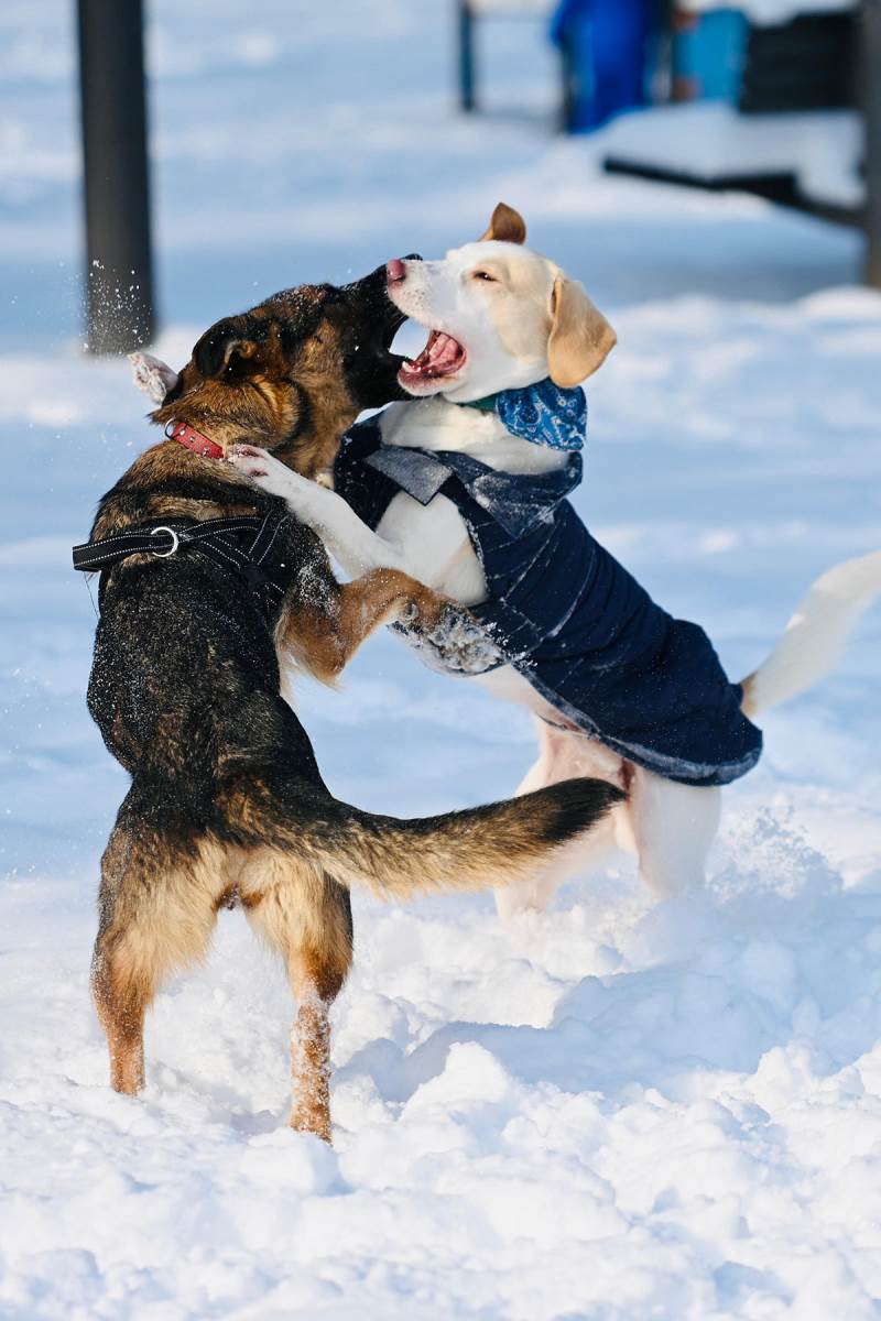 Sneg u Beogradu (7).jpg