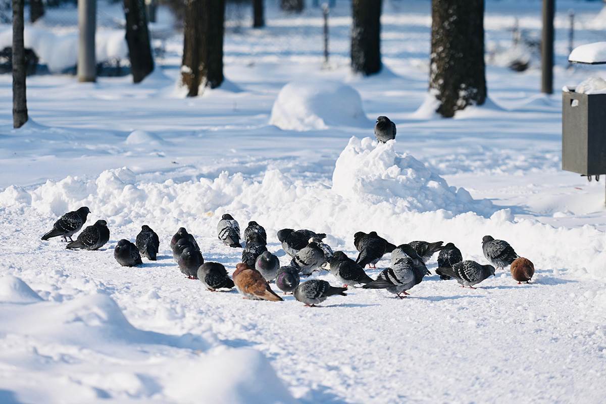 Sneg u Beogradu (9).jpg