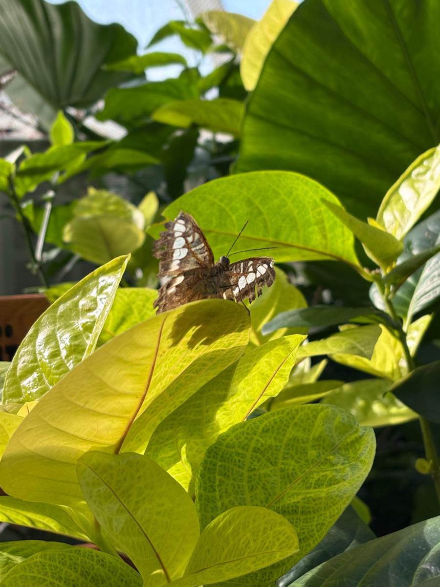 Tropski vrt leptira (5).jpg