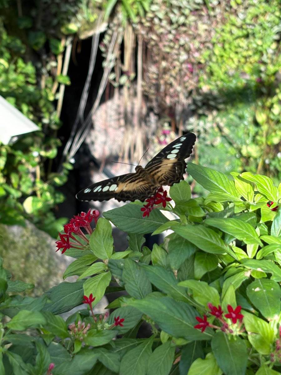 Tropski vrt leptira (6).jpg